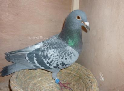 比赛临近，鸽子口腔有粘痰，拉丝，有什么好办法？